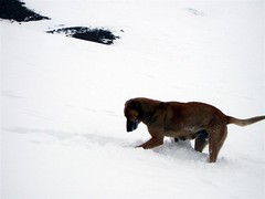 Snow - 11 - Snow dog (Large)