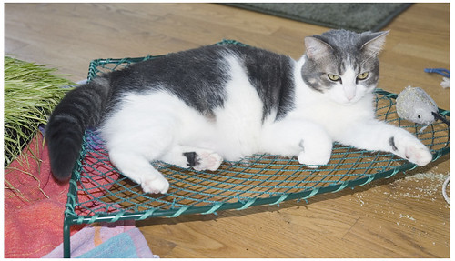 Tampopo in her hammock