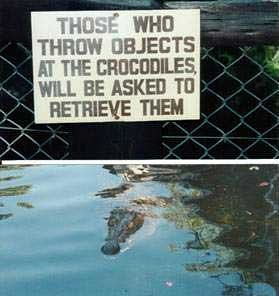 Crocodile diver
