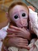 monkey_baby